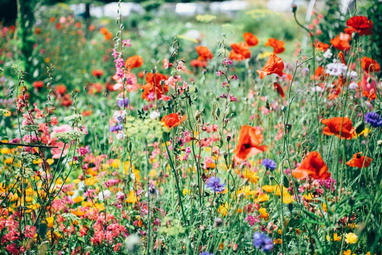 Nicola’s Open Garden – May 31st